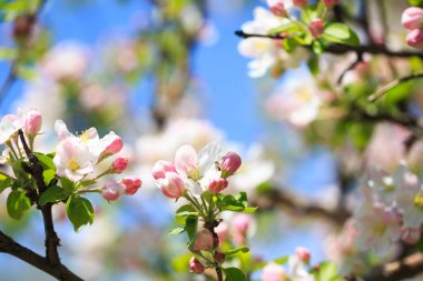 Elma çiçekleri, bulanık doğa arka planının üzerinde çiçek açar. Bahar çiçekleri. Bahar Arkaplanı