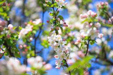 Elma çiçekleri, bulanık doğa arka planının üzerinde çiçek açar. Bahar çiçekleri. Bahar Arkaplanı