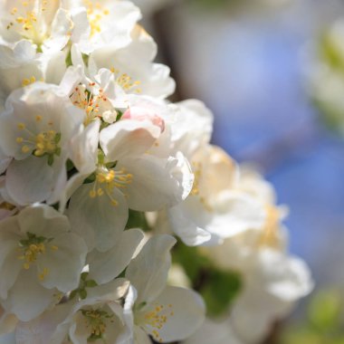 Elma çiçekleri, bulanık doğa arka planının üzerinde çiçek açar. Bahar çiçekleri. Bahar Arkaplanı