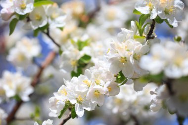 Elma çiçekleri, bulanık doğa arka planının üzerinde çiçek açar. Bahar çiçekleri. Bahar Arkaplanı