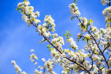 Elma çiçekleri, bulanık doğa arka planının üzerinde çiçek açar. Bahar çiçekleri. Bahar Arkaplanı