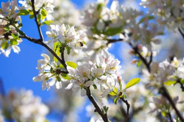 Elma çiçekleri, bulanık doğa arka planının üzerinde çiçek açar. Bahar çiçekleri. Bahar Arkaplanı