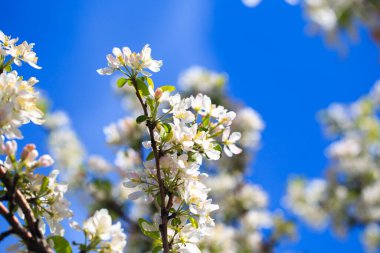 Elma çiçekleri, bulanık doğa arka planının üzerinde çiçek açar. Bahar çiçekleri. Bahar Arkaplanı
