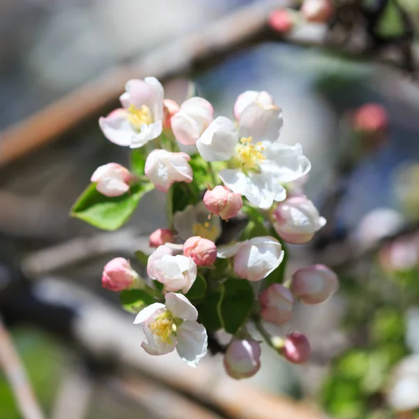 Maçã Floresce Sobre Fundo Natureza Turva Flores Primavera Fundo Primavera — Fotografia de Stock