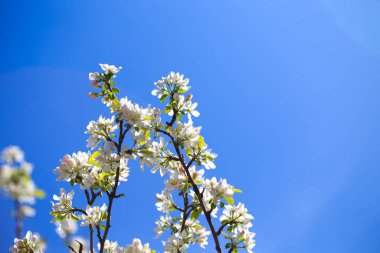 Elma çiçekleri, bulanık doğa arka planının üzerinde çiçek açar. Bahar çiçekleri. Bahar Arkaplanı