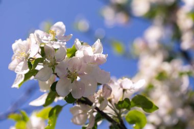 Elma çiçekleri, bulanık doğa arka planının üzerinde çiçek açar. Bahar çiçekleri. Bahar Arkaplanı