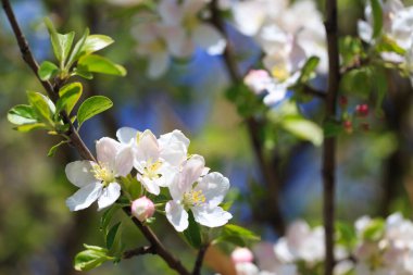 Elma çiçekleri, bulanık doğa arka planının üzerinde çiçek açar. Bahar çiçekleri. Bahar Arkaplanı