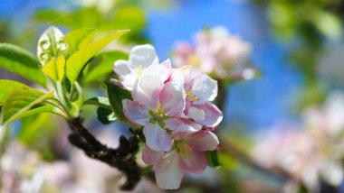Elma çiçekleri, bulanık doğa arka planının üzerinde çiçek açar. Bahar çiçekleri. Bahar Arkaplanı
