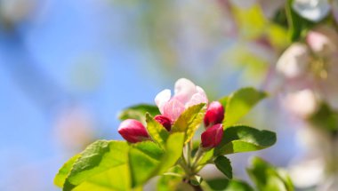 Elma çiçekleri, bulanık doğa arka planının üzerinde çiçek açar. Bahar çiçekleri. Bahar Arkaplanı