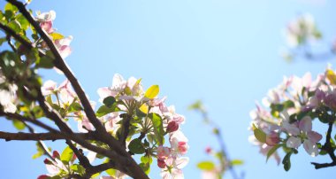 Elma çiçekleri, bulanık doğa arka planının üzerinde çiçek açar. Bahar çiçekleri. Bahar Arkaplanı