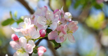 Elma çiçekleri, bulanık doğa arka planının üzerinde çiçek açar. Bahar çiçekleri. Bahar Arkaplanı
