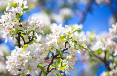 Elma çiçekleri, bulanık doğa arka planının üzerinde çiçek açar. Bahar çiçekleri. Bahar Arkaplanı
