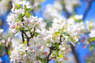 Elma çiçekleri, bulanık doğa arka planının üzerinde çiçek açar. Bahar çiçekleri. Bahar Arkaplanı