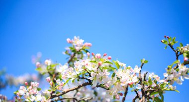 Elma çiçekleri, bulanık doğa arka planının üzerinde çiçek açar. Bahar çiçekleri. Bahar Arkaplanı