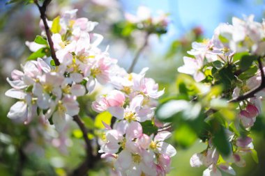 Elma çiçekleri, bulanık doğa arka planının üzerinde çiçek açar. Bahar çiçekleri. Bahar Arkaplanı