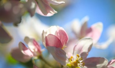 Elma çiçekleri, bulanık doğa arka planının üzerinde çiçek açar. Bahar çiçekleri. Bahar Arkaplanı