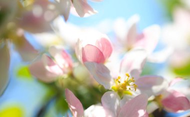 Elma çiçekleri, bulanık doğa arka planının üzerinde çiçek açar. Bahar çiçekleri. Bahar Arkaplanı