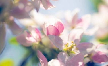 Elma çiçekleri, bulanık doğa arka planının üzerinde çiçek açar. Bahar çiçekleri. Bahar Arkaplanı