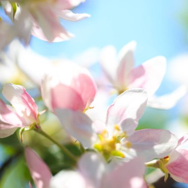 Elma çiçekleri, bulanık doğa arka planının üzerinde çiçek açar. Bahar çiçekleri. Bahar Arkaplanı