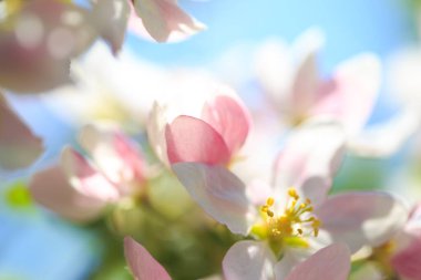 Elma çiçekleri, bulanık doğa arka planının üzerinde çiçek açar. Bahar çiçekleri. Bahar Arkaplanı