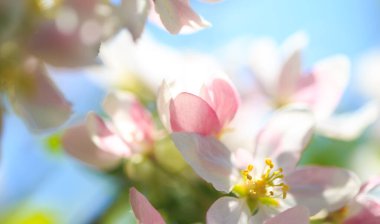 Elma çiçekleri, bulanık doğa arka planının üzerinde çiçek açar. Bahar çiçekleri. Bahar Arkaplanı
