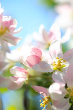 Elma çiçekleri, bulanık doğa arka planının üzerinde çiçek açar. Bahar çiçekleri. Bahar Arkaplanı