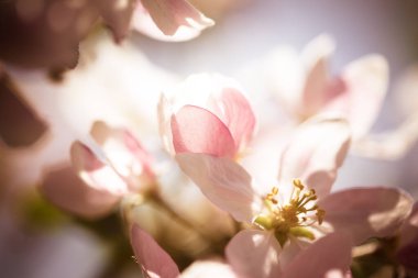 Elma çiçekleri, bulanık doğa arka planının üzerinde çiçek açar. Bahar çiçekleri. Bahar Arkaplanı