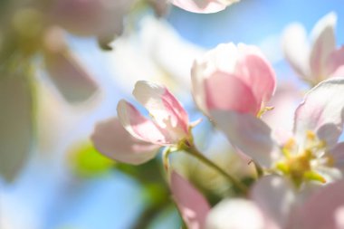 Elma çiçekleri, bulanık doğa arka planının üzerinde çiçek açar. Bahar çiçekleri. Bahar Arkaplanı