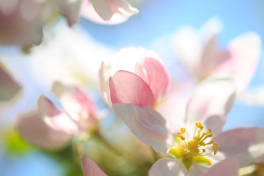 Elma çiçekleri, bulanık doğa arka planının üzerinde çiçek açar. Bahar çiçekleri. Bahar Arkaplanı