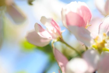 Elma çiçekleri, bulanık doğa arka planının üzerinde çiçek açar. Bahar çiçekleri. Bahar Arkaplanı