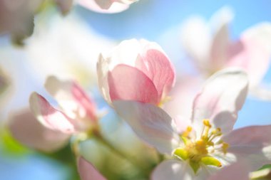 Elma çiçekleri, bulanık doğa arka planının üzerinde çiçek açar. Bahar çiçekleri. Bahar Arkaplanı