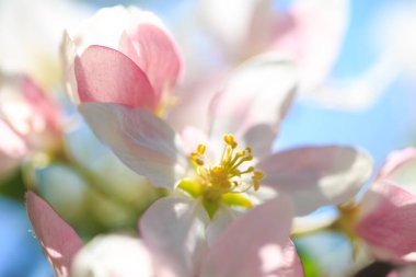 Elma çiçekleri, bulanık doğa arka planının üzerinde çiçek açar. Bahar çiçekleri. Bahar Arkaplanı