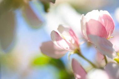 Elma çiçekleri, bulanık doğa arka planının üzerinde çiçek açar. Bahar çiçekleri. Bahar Arkaplanı