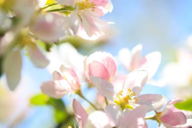 Elma çiçekleri, bulanık doğa arka planının üzerinde çiçek açar. Bahar çiçekleri. Bahar Arkaplanı