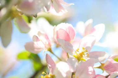 Elma çiçekleri, bulanık doğa arka planının üzerinde çiçek açar. Bahar çiçekleri. Bahar Arkaplanı