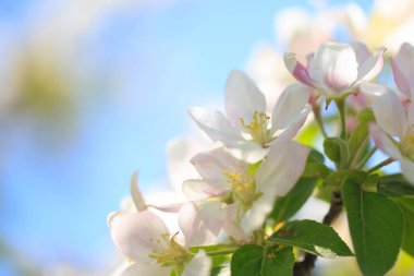 Elma çiçekleri, bulanık doğa arka planının üzerinde çiçek açar. Bahar çiçekleri. Bahar Arkaplanı