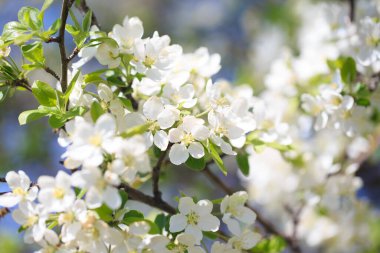 Elma çiçekleri, bulanık doğa arka planının üzerinde çiçek açar. Bahar çiçekleri. Bahar Arkaplanı