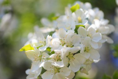 Elma çiçekleri, bulanık doğa arka planının üzerinde çiçek açar. Bahar çiçekleri. Bahar Arkaplanı