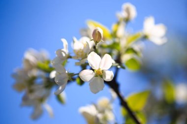 Elma çiçekleri, bulanık doğa arka planının üzerinde çiçek açar. Bahar çiçekleri. Bahar Arkaplanı
