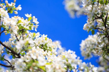 Elma çiçekleri, bulanık doğa arka planının üzerinde çiçek açar. Bahar çiçekleri. Bahar Arkaplanı