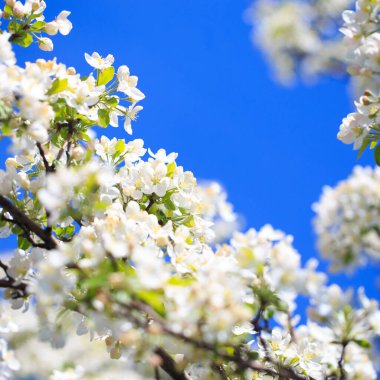 Elma çiçekleri, bulanık doğa arka planının üzerinde çiçek açar. Bahar çiçekleri. Bahar Arkaplanı