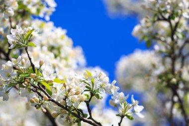 Elma çiçekleri, bulanık doğa arka planının üzerinde çiçek açar. Bahar çiçekleri. Bahar Arkaplanı