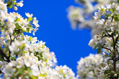 Elma çiçekleri, bulanık doğa arka planının üzerinde çiçek açar. Bahar çiçekleri. Bahar Arkaplanı
