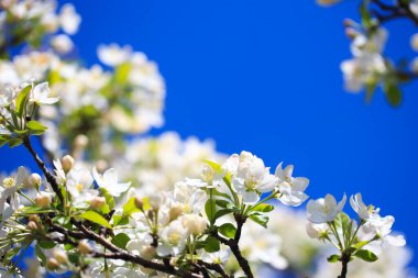 Elma çiçekleri, bulanık doğa arka planının üzerinde çiçek açar. Bahar çiçekleri. Bahar Arkaplanı