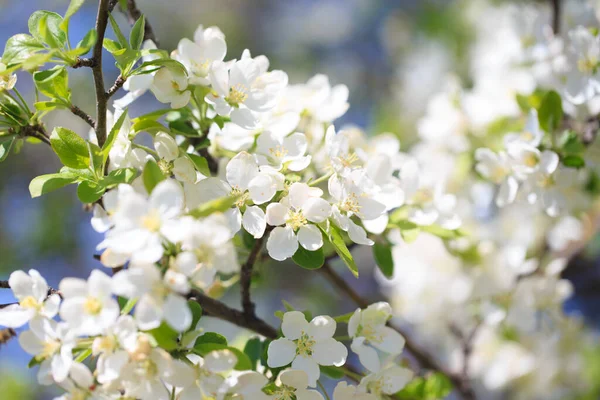 Elma çiçekleri, bulanık doğa arka planının üzerinde çiçek açar. Bahar çiçekleri. Bahar Arkaplanı