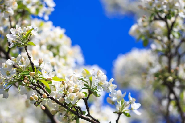 Elma çiçekleri, bulanık doğa arka planının üzerinde çiçek açar. Bahar çiçekleri. Bahar Arkaplanı