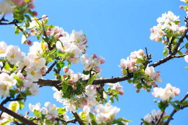Elma çiçekleri, bulanık doğa arka planının üzerinde çiçek açar. Bahar çiçekleri. Bahar Arkaplanı