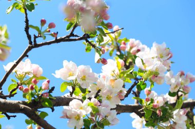 Elma çiçekleri, bulanık doğa arka planının üzerinde çiçek açar. Bahar çiçekleri. Bahar Arkaplanı
