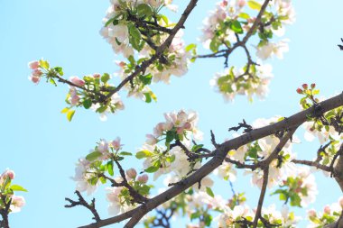 Elma çiçekleri, bulanık doğa arka planının üzerinde çiçek açar. Bahar çiçekleri. Bahar Arkaplanı