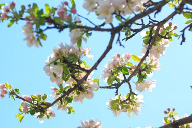 Elma çiçekleri, bulanık doğa arka planının üzerinde çiçek açar. Bahar çiçekleri. Bahar Arkaplanı